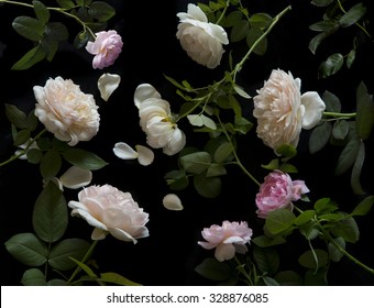 English Rose