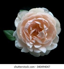 English Rose