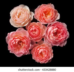 English Rose