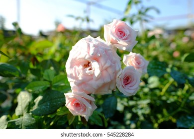 English Rose In The Garden With Sunshine 