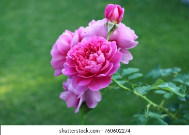 English Rose Pink Princess Anne Stock Photo 760602274 | Shutterstock