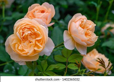 English Rose 