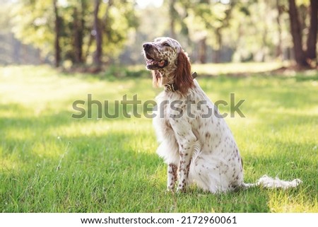 English setter dog at an outdoor meadow in the woods. dog at a park on a sunny day.