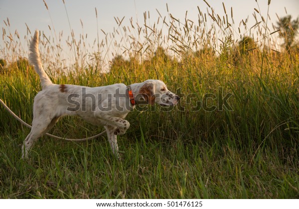 English
Setter puppy in training; pointing a game
bird