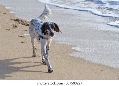English  setter at sea shore - Shutterstock ID 387503227