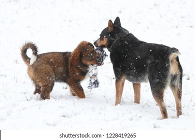 English Shepherd And Blue Heeler Playing Tug O War In The Snow