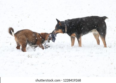 English Shepherd And Blue Heeler Playing Tug O War In The Snow