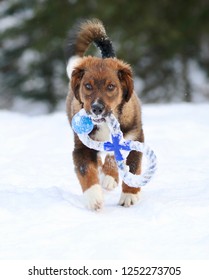 English Shepherd puppy holding his toy and running through snow.