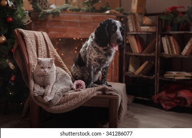 English Spaniel portrait and Gray british cat  on a studio background, Christmas and New Year
