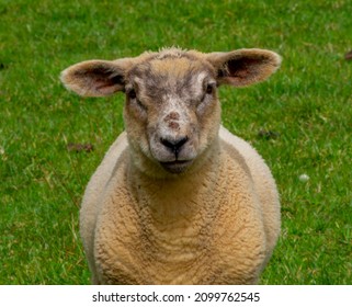 English Spring Lamb looking at camera - Shutterstock ID 2099762545
