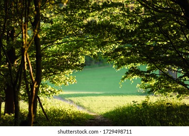 English Spring Landscape View From A Deciduous  Ancient Woodland In North Nottinghamshire.