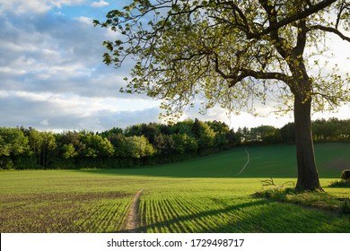 English Spring Landscape View From A Deciduous  Ancient Woodland In North Nottinghamshire.