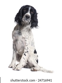 Royalty Free English Springer Spaniel Stock Images Photos