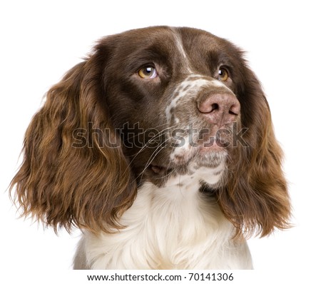 English Springer Spaniel, 10 months old, in front of a white background
