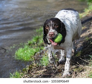 English Springer Spaniel Water Images Stock Photos Vectors