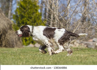 English Springer Spaniel