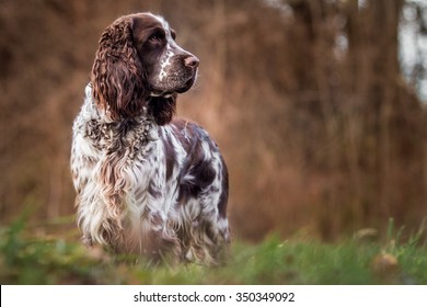 English Springer Spaniel