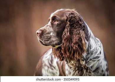 English Springer Spaniel