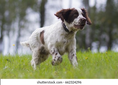 English Springer Spaniel