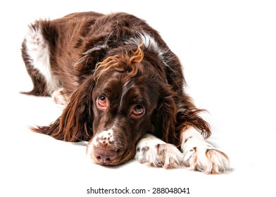 English Springer Spaniel Dog