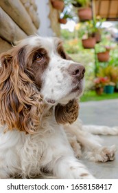 
English Springer Spaniel Dog Calm At Home In The Mountain