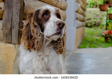 
English Springer Spaniel Dog Calm At Home In The Mountain