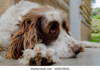 
English Springer Spaniel Dog Calm At Home In The Mountain