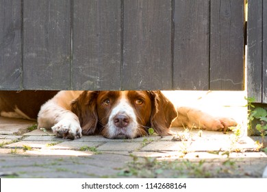 English Springer Spaniel Dog Lying Down Looking Under Gate