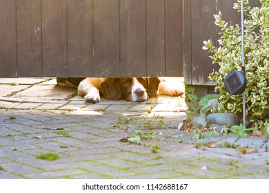English Springer Spaniel Dog Lying Down Looking Under Gate