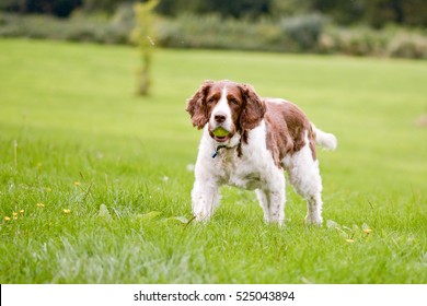 English Springer Spaniel dog in park with ball in mouth - Shutterstock ID 525043894