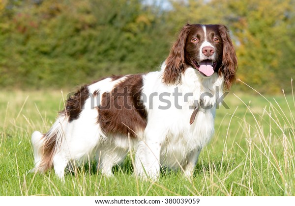 English springer\
spaniel dog standing in\
field