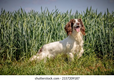 English Springer Spaniel Gun Dog