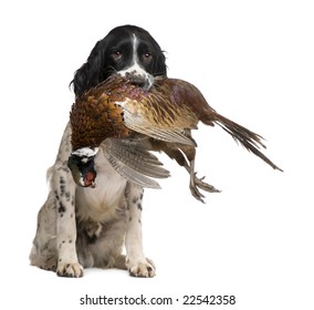 English Springer Spaniel  Hunting (1 Year) In Front Of A White Background