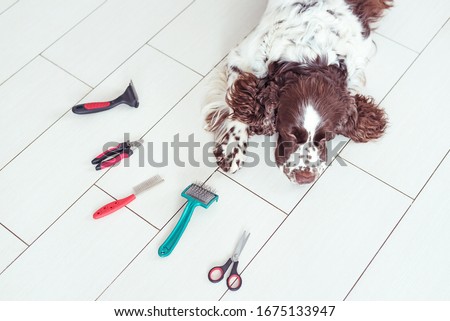 English Springer Spaniel is lying down on the floor next Acessories for the grooming and nail clipper for dogs. The concept of advertising grooming and caring for dogs. 