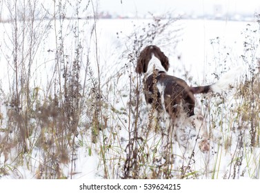 White Background Welsh Springer Spaniel Images Stock Photos