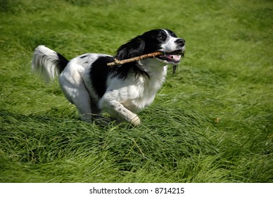 English springer spaniel running through the long grass with a stick in his mouth