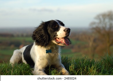 1,854 Black white springer spaniel Images, Stock Photos & Vectors ...