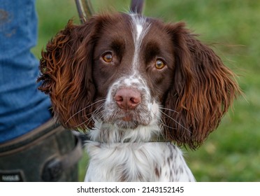English Springer Spaniel, Working Gun Dog, Gundog Training, Canvass Dummy, Pet, Dog