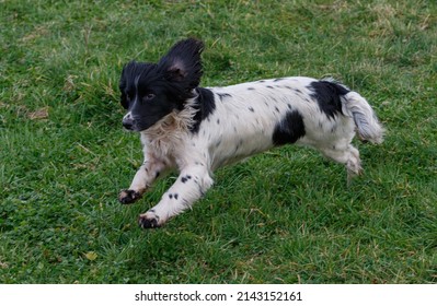 English Springer Spaniel, Working Gun Dog, Gundog Training, Canvass Dummy, Pet, Dog