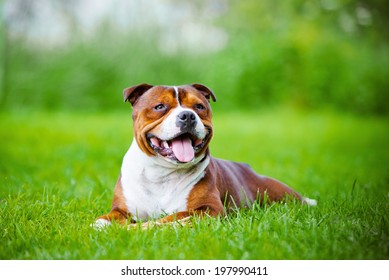 english staffordshire bull terrier dog