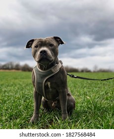 harness for staffy