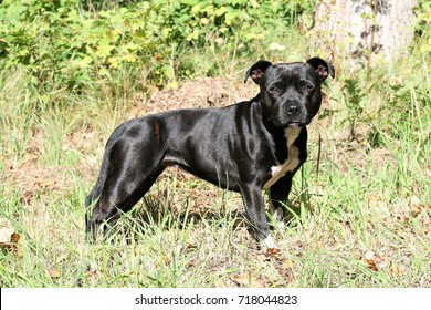 English Staffordshire Bullterrier