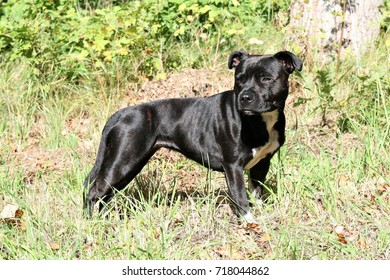 English Staffordshire Bullterrier