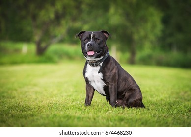 English Staffordshire Bullterrier Dog Summer Stock Photo 674468230 ...