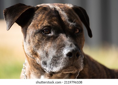 English Staffy Dog Looking Relaxed