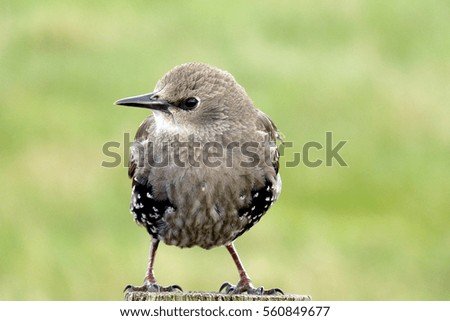 Similar – Image, Stock Photo juvenile starling on lawn