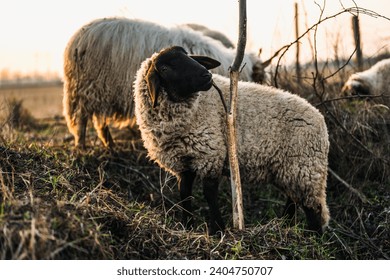English Suffolk sheeps grazing on a field and in a forest during sunset - Powered by Shutterstock