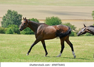 154,987 imágenes de Caballo pura sangre - Imágenes, fotos y vectores de