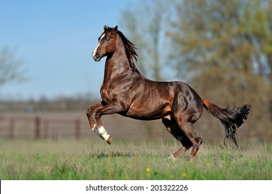 English thoroughbred horse jumping on the beautiful background of the field. 