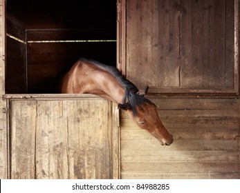 English Thoroughbred Horse In Stable At Riding School